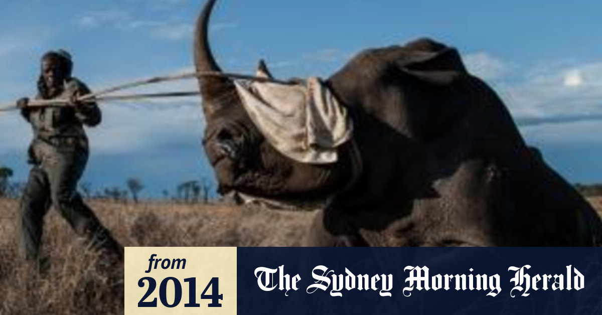 Death of rare northern white rhino leaves species on brink of extinction